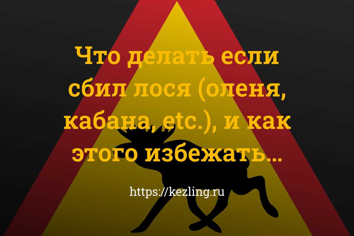 Если вы сбили лося на дороге: что делать и какие шаги предпринять